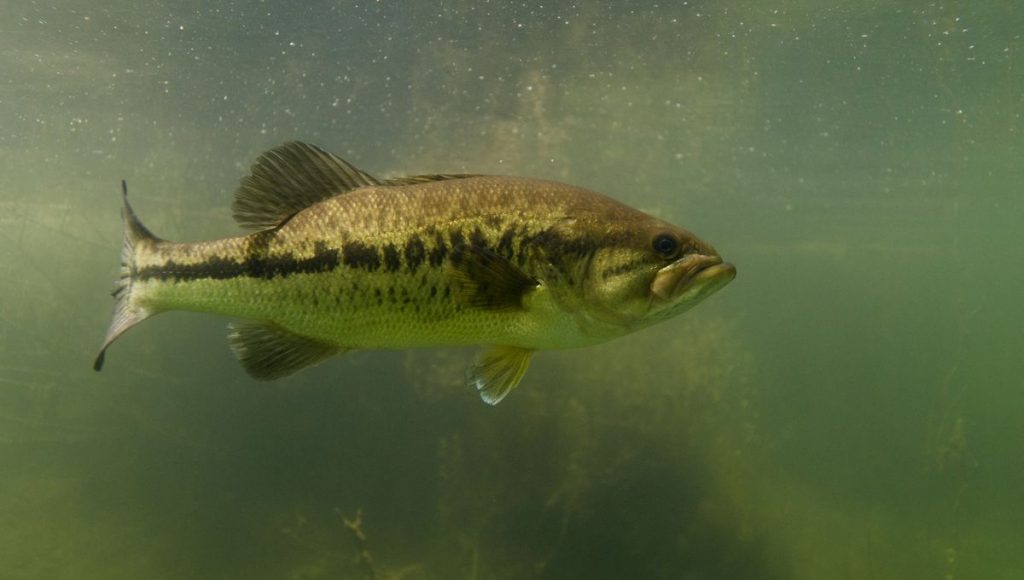 pêche black bass nuit