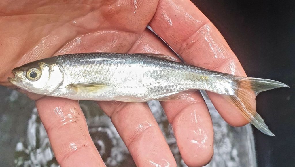 poisson ablette