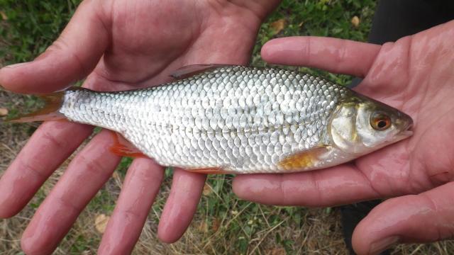 gardon pêche au coup