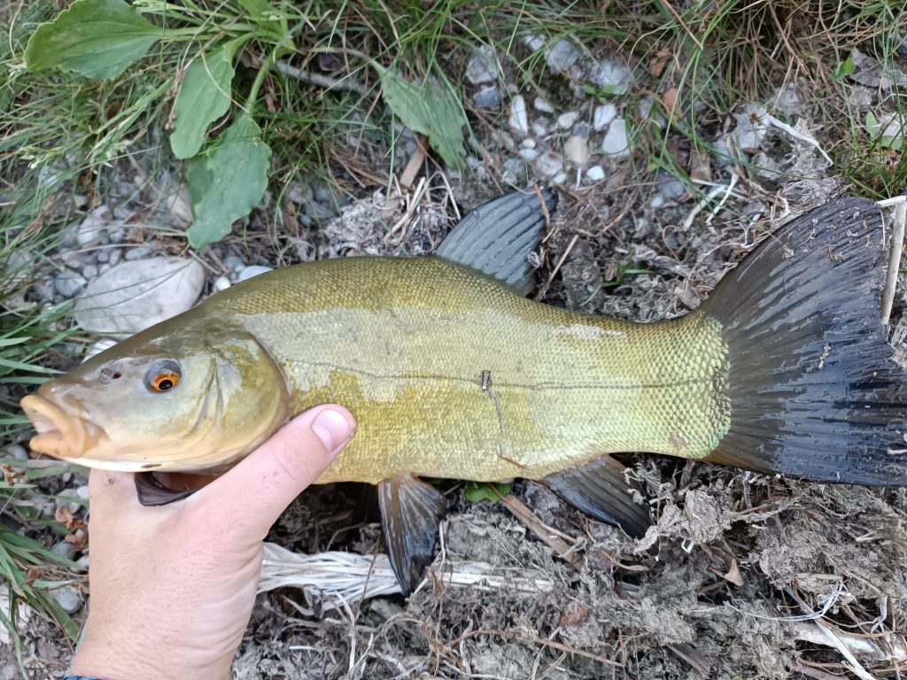 tanche pêche au coup