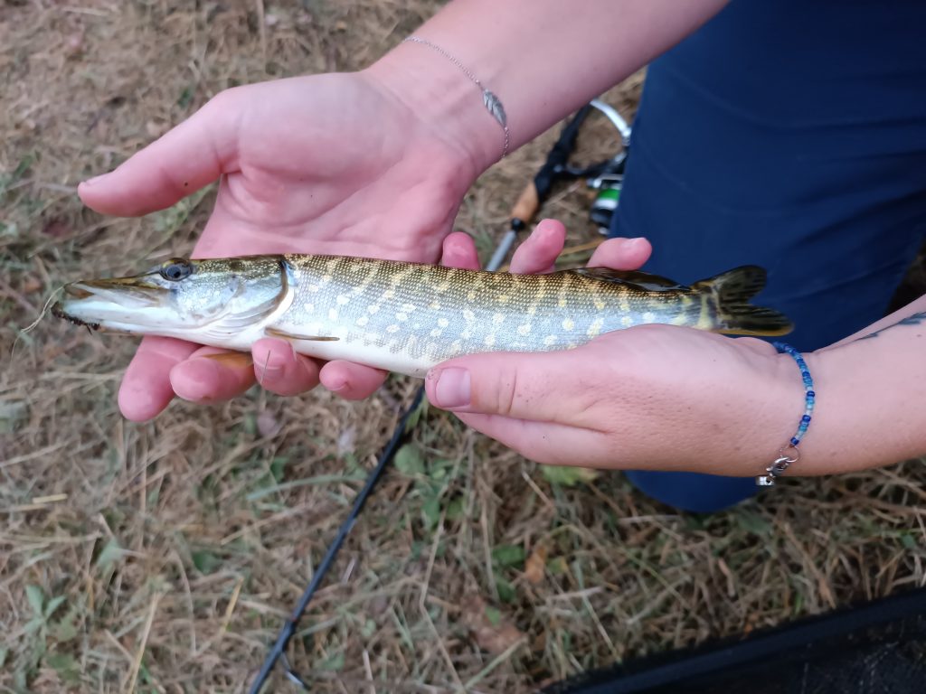 deux mains qui tiennent un brochet