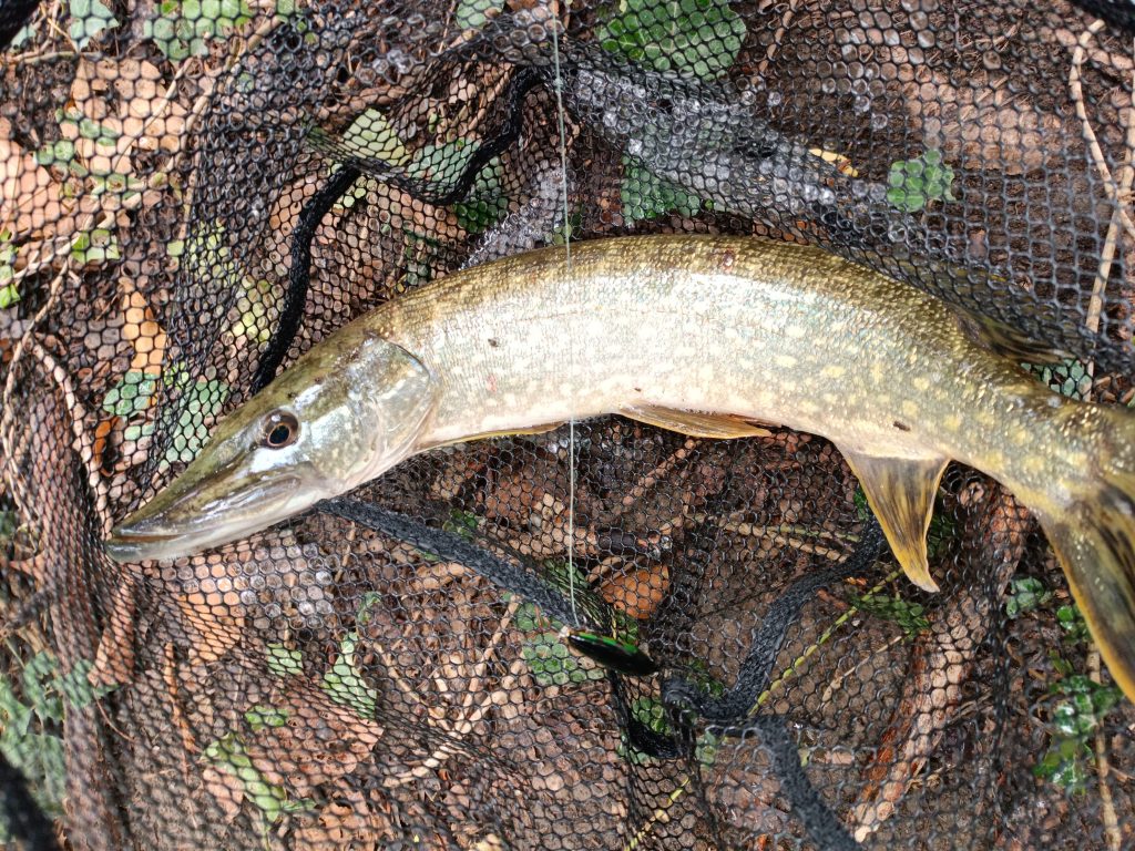 brochet dans une épuisette