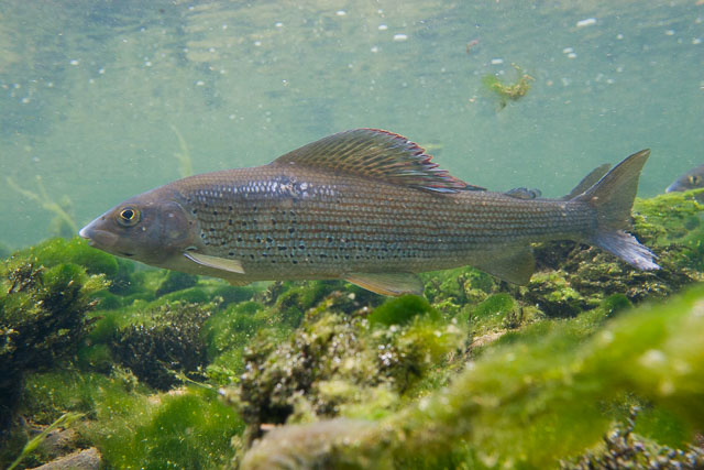 poisson ombre dans l'eau