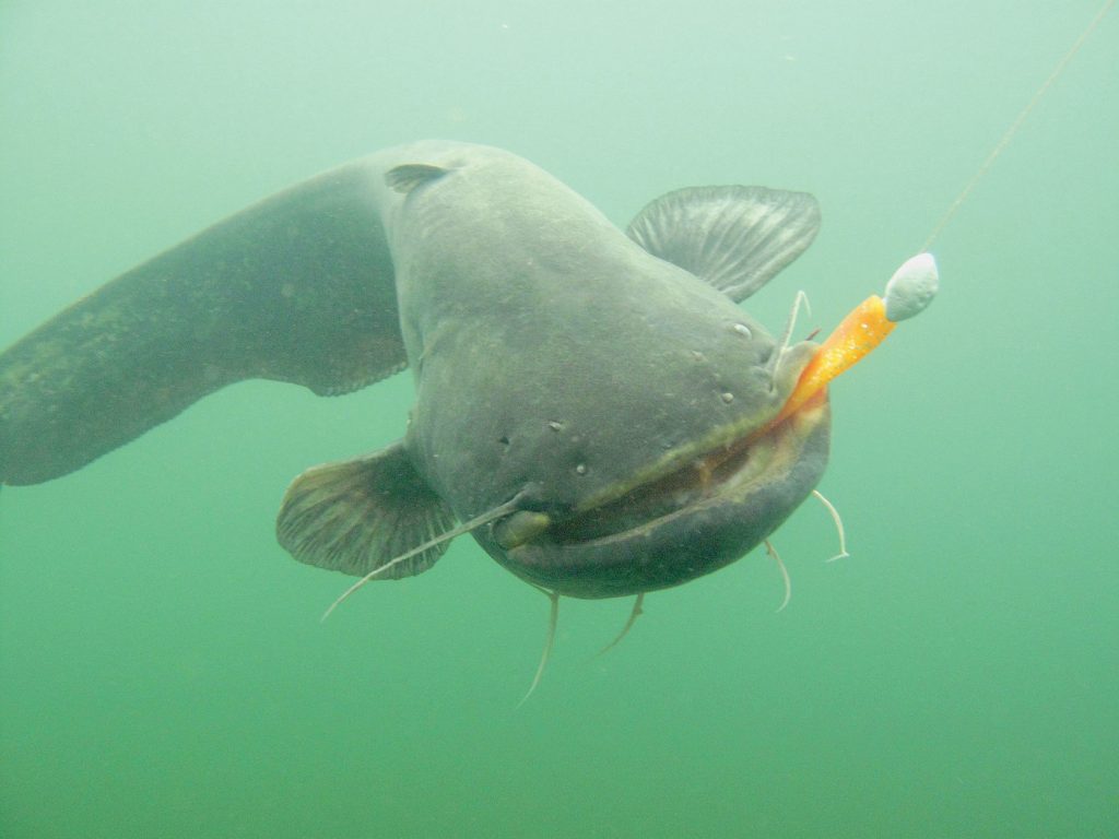poisson silure