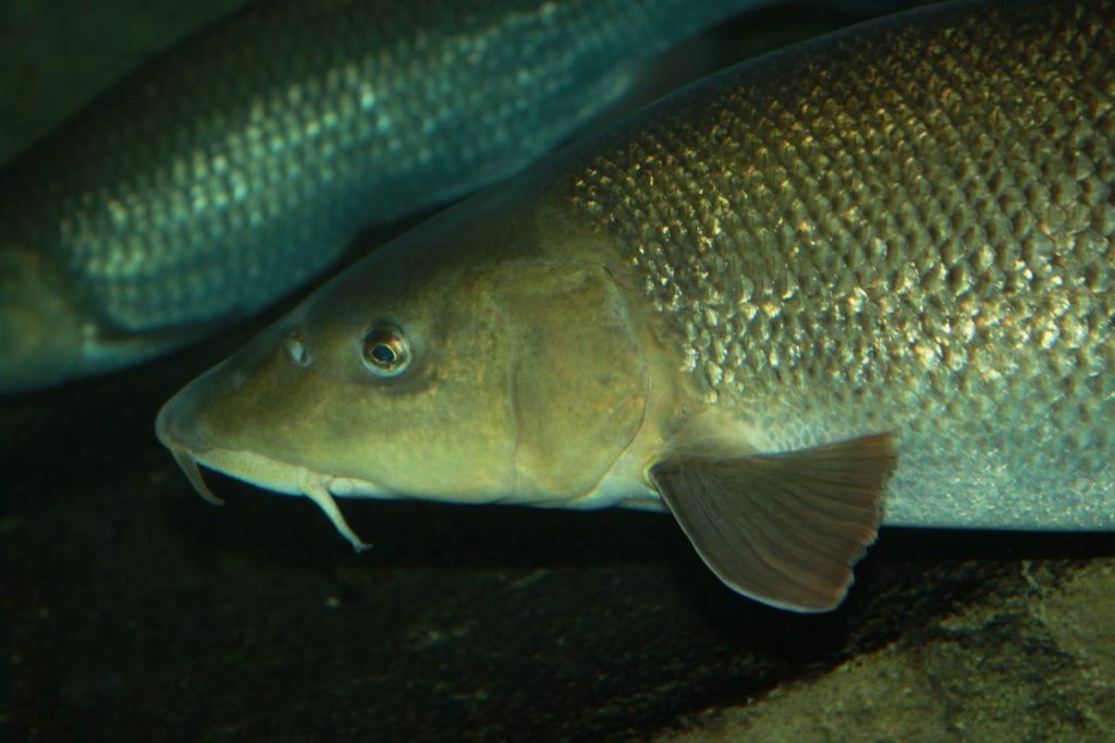 poisson barbeau
