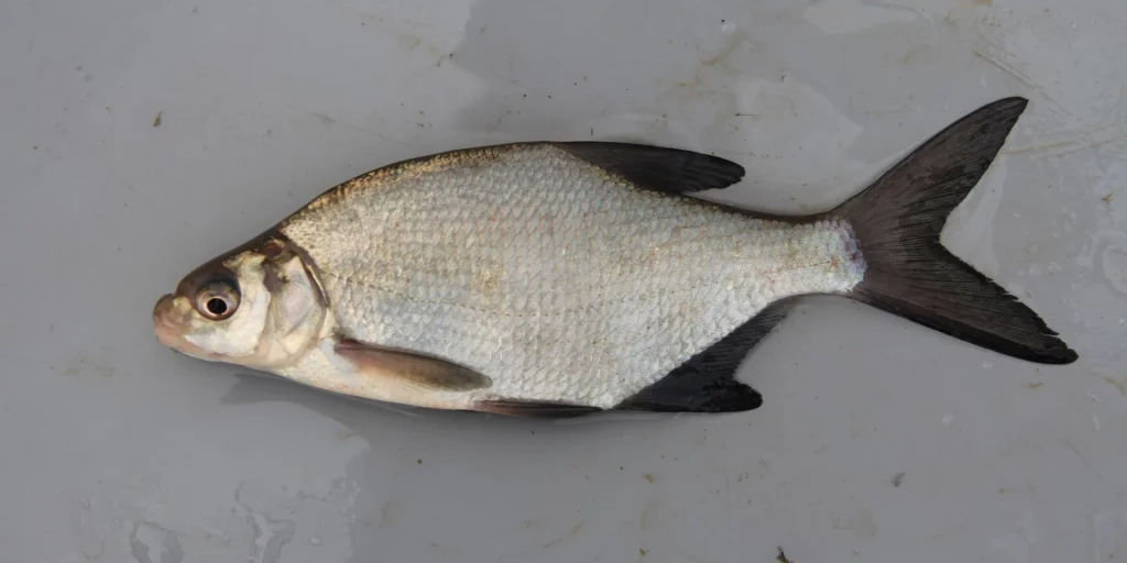 poisson brême