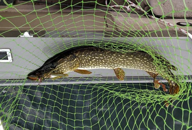 poisson brochet dans une épuisette