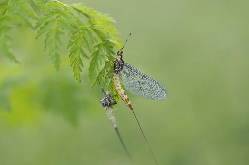photo d'un insecte sur une branche