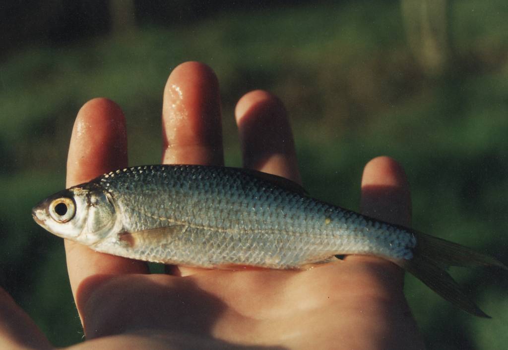 poisson gardon