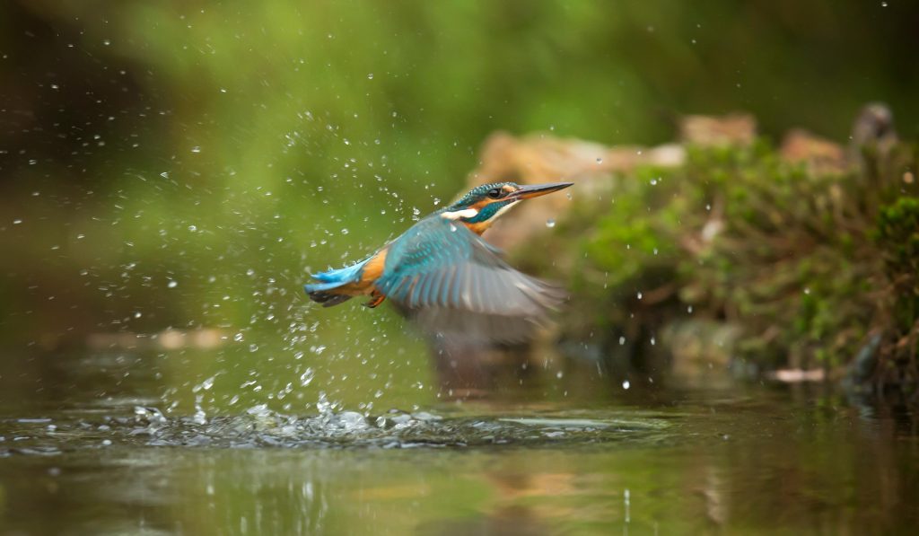 martin pêcheur juste au dessus de l'eau