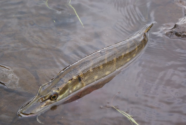 poisson brochet