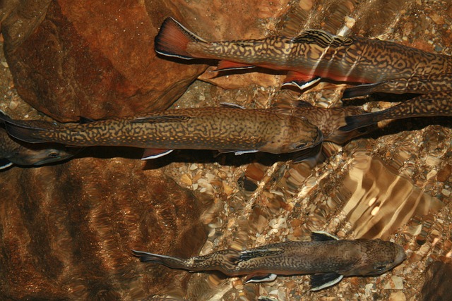 plusieurs truites dans l'eau