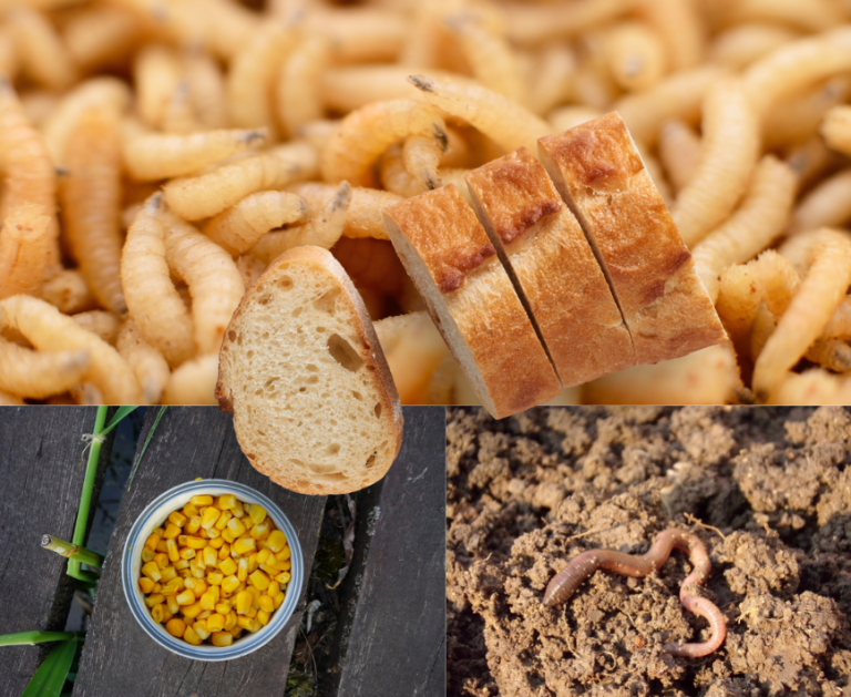 appâts pêche au coup