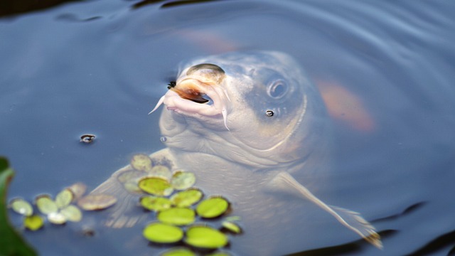 pêche carpe