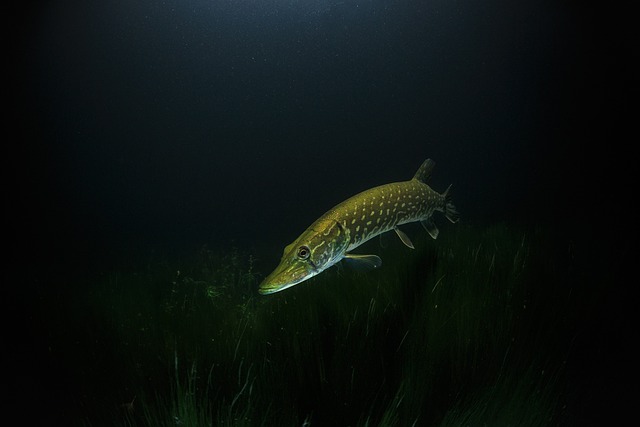 brochet sous l'eau