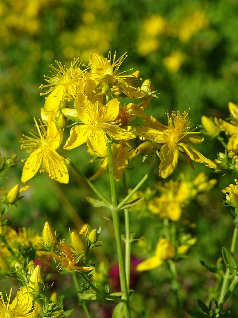 fleurs de millepertuis