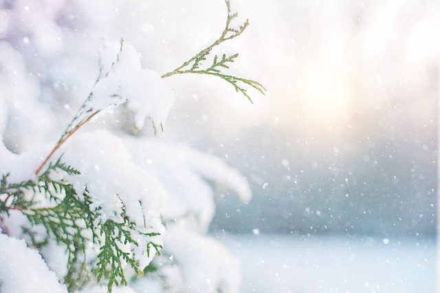 branche de sapin recouverte de neige