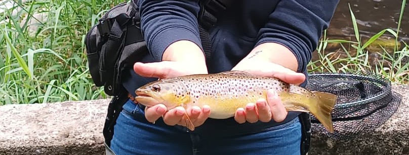 comment débuter la pêche au leurre - truite