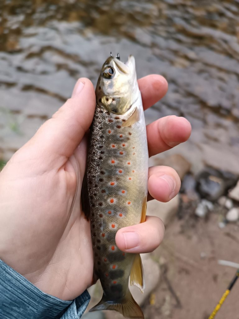 truite de rivière
