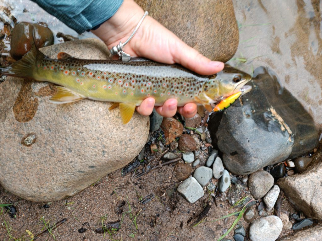 pêche truite